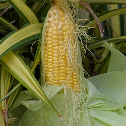 BIO Kukurica cukrová Golden Bantam - Zea mays - bio semená - 16 ks