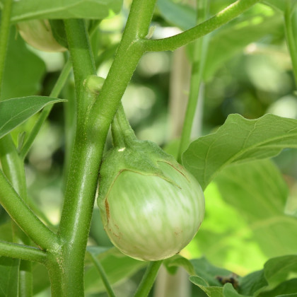Baklažán Zelené jablko - Solanum melongena - semená - 6 ks