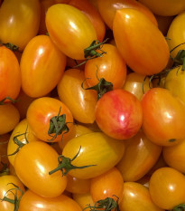 Paradajka Artisan Blush Tiger - Solanum lycopersicum - semená - 6 ks