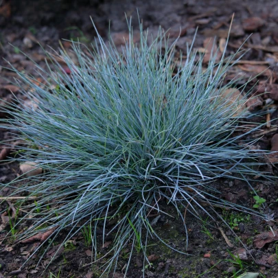 Kostrava Walliská Buddy Blue - Festuca valesiaca - semená - 20 ks