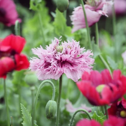 Mak okrasný Lilac Pompon - Papaver somniferum - semená - 200 ks