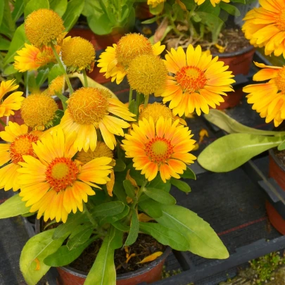 Kokarda Arizona Apricot - Gaillardia aristata - semená - 10 ks