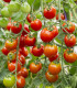 BIO Divoká paradajka Rote Murmel - Solanum pimpinellifolium - bio semená - 6 ks