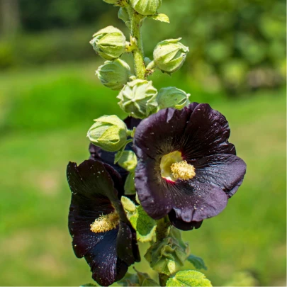 Topoľovka čierna - Alcea nigra - voľnokorenné sadenice topoľovky - 1 ks