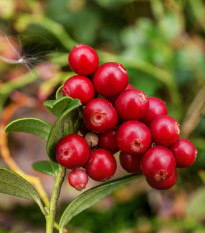 Brusnica červená - Klikva - Vaccinium oxycoccus - voľnokorenné sadenice brusníc - 1 ks