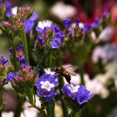 Limonka chobotnatá modrá - Limonium sinuatum - semená - 30 ks