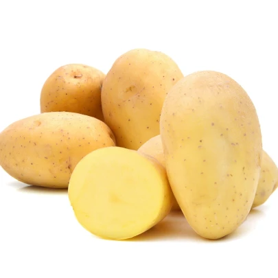 Sadbové zemiaky Monique - Solanum tuberosum - zemiaky - 10 ks