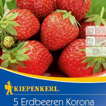 Jahoda Korona - Fragaria ananassa - voľnokorenné sadenice jahôd - 5 ks