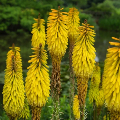 Mnohokvet Minister Verschuur - Kniphofia - voľnokorenné sadenice mnohokvetu - 1 ks