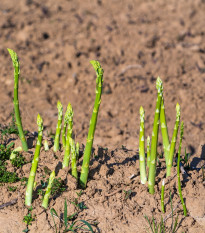 Špargľa Boonlim zelená - Asparagus officinalis - voľnokorenné sadenice špargle - 2 ks