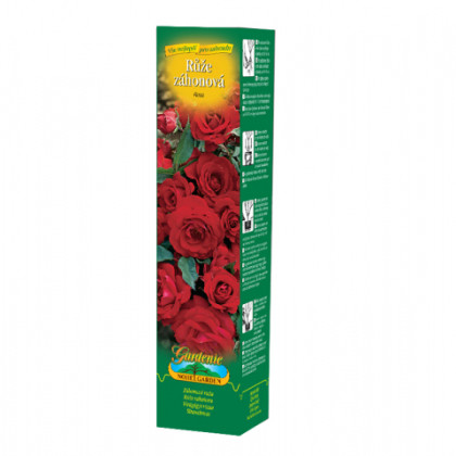 Ruža záhonová červená - voľnokorenné sadenice ruže - 1 ks