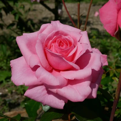 Ruža záhonová tmavoružová - voľnokorenné sadenice ruže - 1 ks
