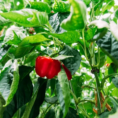 BIO Paprika Bellpepper červená - Capsicum annuum - bio semená - 6 ks