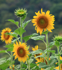 BIO Slnečnica Sunspot - Helianthus annuus - bio semená - 8 ks