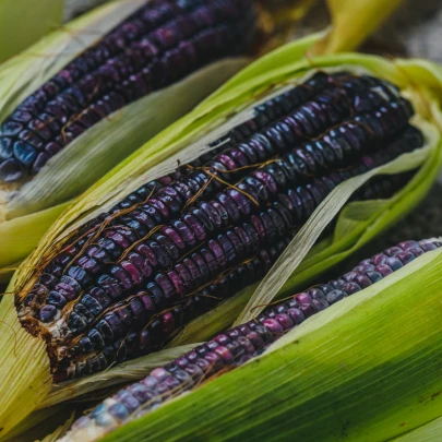 BIO Kukurica cukrová Tortilla - Zea mays - bio semená - 20 ks