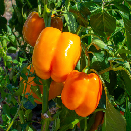 Paprika Snack Orange - Capsicum annuum - semená - 6 ks