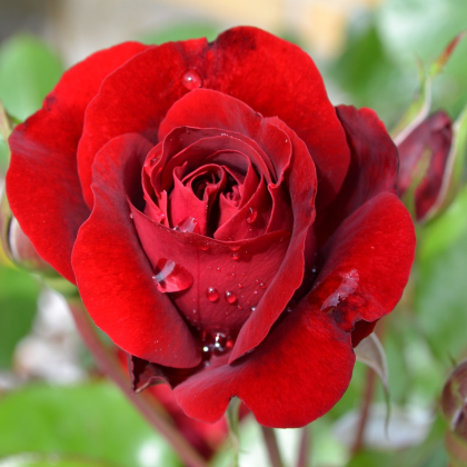 Ruža veľkokvetá popínavá červená - Rosa - voľnokorenné sadenice ruže - 1 ks