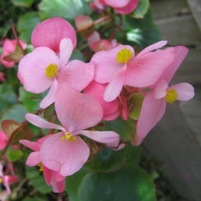 Begónia Super Olympia Rosa - Begonia semperflorens - semená - 12 ks