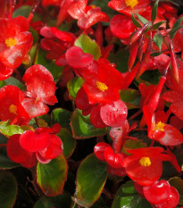 Begónia Super Olympia Červená F1 - Begonia semperflorens - semená - 12 ks