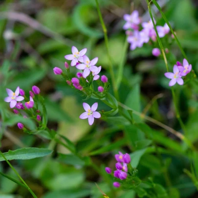 Zemežlč okolíkatá - Centaurium erythraea - semená - 50 ks