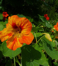 BIO Kapucínka Nasturtium - Tropaeolum majus odor. - bio semená - 10 ks