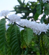 Kávovník arabský zakrpatený - Coffea arabica nana - semená - 5 ks