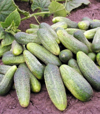 Uhorka Ornello F1 - Cucumis sativus - semená - 30 ks