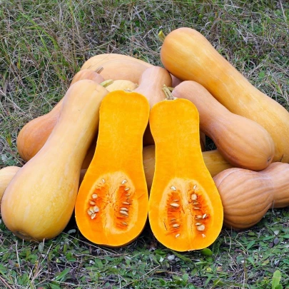 Tekvica muškátová Butterscotch PMT F1 - Cucurbita moschata - semená - 5 ks