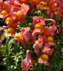 Papuľka nízka dvojkvetá Twinny Bronze - Antirrhinum majus - semená - 20 ks