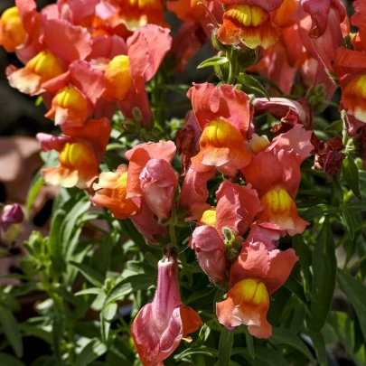 Papuľka nízka dvojkvetá Twinny Bronze - Antirrhinum majus - semená - 20 ks