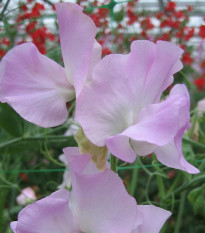 Hrachor Winter Sunshine - Lathyrus odoratus - semená - 12 ks