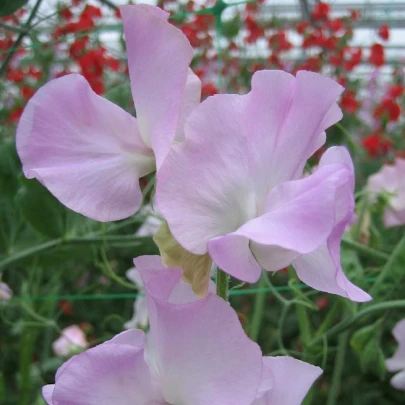 Hrachor Winter Sunshine - Lathyrus odoratus - semená - 12 ks