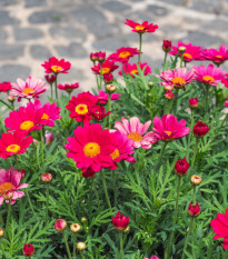 Margaréta Robinson ružová zmes - Tanacetum coccineum - semená - 100 ks