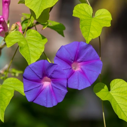 BIO Povojník purpurový - Ipomoea purpurea - semená - 15 ks