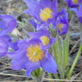 Poniklec alpínsky Bells Violet - Pulsatilla alpina - semená - 20 ks