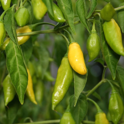 Chilli Lemon Drop - Capsicum baccatum - semená - 7 ks