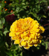 Cínia Zinderella Yellow - Zinnia elegans - semená - 20 ks