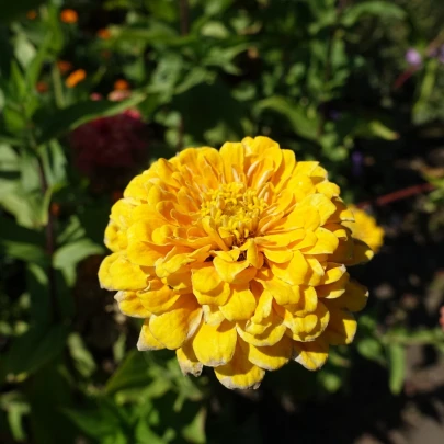 Cínia Zinderella Yellow - Zinnia elegans - semená - 20 ks