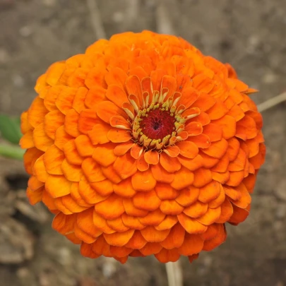 Cínia Zinderella Orange - Zinnia elegans - semená - 20 ks