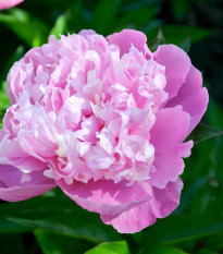 Pivónia Dr. Alex Flamming - Paeonia lactiflora - cibuľoviny - 1 ks