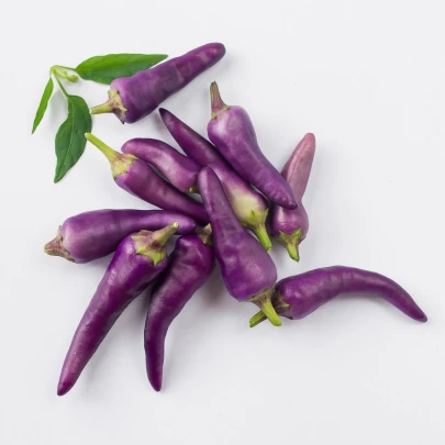 Chilli Jalapeno fialové - Capsicum annuum - semená - 6 ks