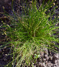 Isolepis Live Wire - Isolepis cernua - semená - 10 ks