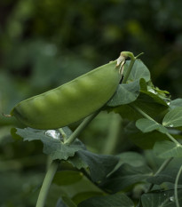 Hrach dreňový skorý Zázrak z Kelvedonu - Pisum sativum - semená - 80 ks