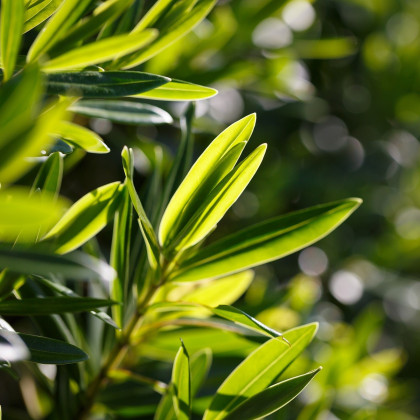Black Tea Tree - Melaleuca bracteata - semená - 20 ks