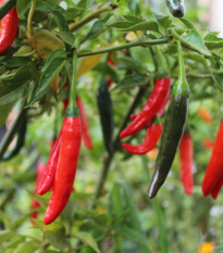 Chilli Kajenské korenie - Capsicum annuum - semená - 8 ks