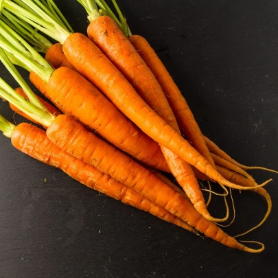 BIO Mrkva skorá Amiva - Daucus carota - bio semená - 400 ks