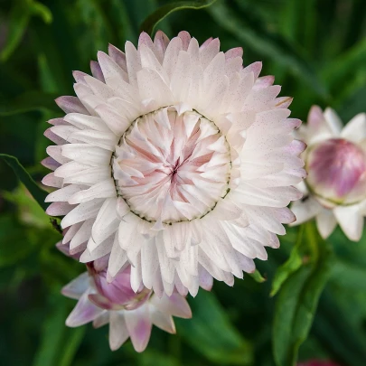 Slamiha listenatá White - Helichrysum bracteatum - semená - 300 ks