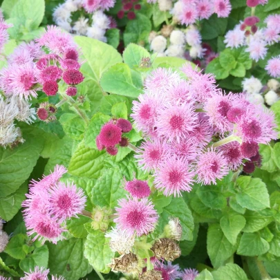 Agerát americký Pink - Ageratum houstonianum - semená - 30 ks