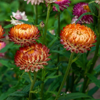 Slamienka bronzová - Helichrysum bracteatum - semená - 500 ks