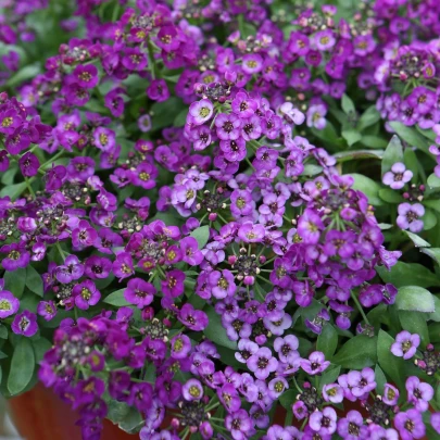 Lobulária prímorská fialová - Alyssum maritimum - semená - 1 g